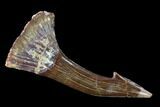 Fossil Sawfish (Onchopristis) Rostral Barb- Morocco #135000-1